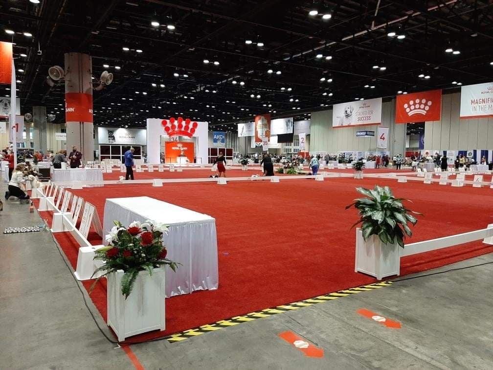 Photos from the AKC Royal Canin National Championship American Dog