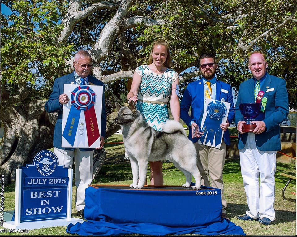 Dog show best sale clothing