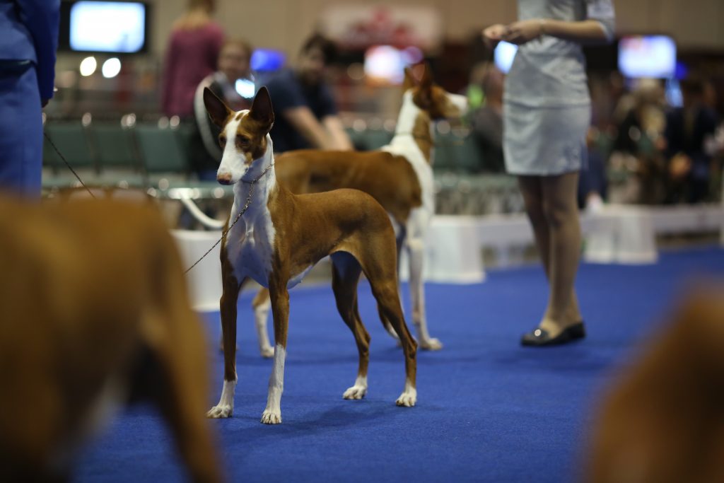 AKC National Championship presented by Royal Canin – American